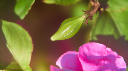 アフリカホウセンカインパチェンスの種果実