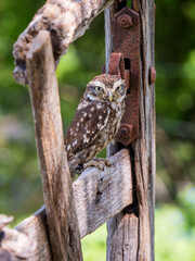 A Little Owl Perched on a Gate