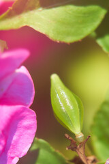 アフリカホウセンカインパチェンスの種果実