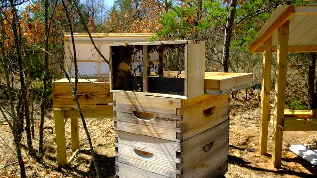 Bees buzzling inside delivery box or cage after most of them get inside new beehive following queen placed in it
