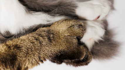 Obraz premium A close-up shot of cat paws, a tabby and a white one, gently touching.