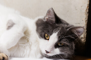 A serene portrait of a gray and white cat lounging on a wooden surface