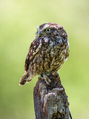 A Little Owl Perched on a Gate