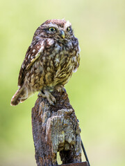 A Little Owl Perched on a Gate