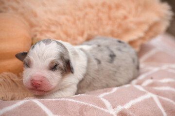 Newborn blue merle Australian Shepherd puppy on a soft beige blanket
