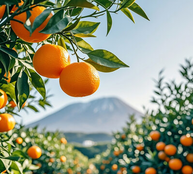 제주 한라봉: 한국의 대표 감귤
Hallabong: Korea's Signature Citrus from Jeju