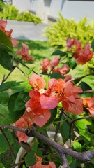 Portrait Of Pink Bougainvillea Flowers