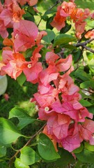 Portrait Of Pink Bougainvillea Flowers