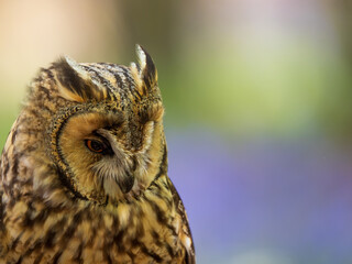 Close up of a Long-eared Owl Perched in a Bluebell Wood