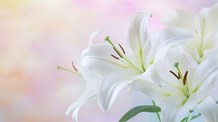 Fototapeta premium A close-up of delicate white lilies against a soft pastel background, side angle shot, Romantic style