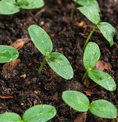 Close-up of seedlings,Close-up of green seedling growing out of soil,Extreme close up of sage seedlings in soil pods dramatically backlit Studio