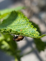 a fly landed under a leaf 