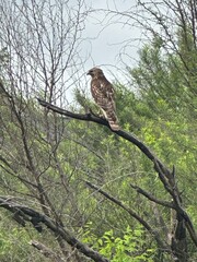 Hawk scouting