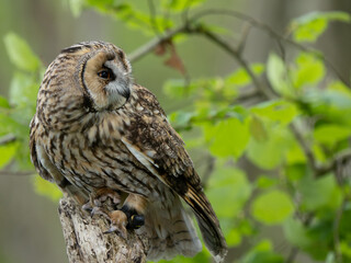 Long-eared Owl Perchedon a Post