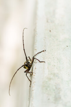 Batocera rufomaculata