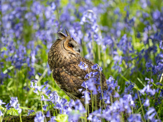 Long-eared Owl Perched in a Bluebell Wood