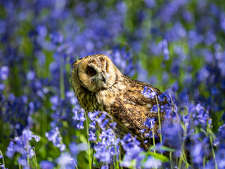Long-eared Owl Perched in a Bluebell Wood
