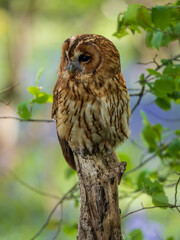 Tawny Owl Perched on a Post