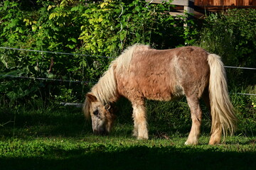 Obraz premium Cushing. Altes zottiges Pony im Grünen