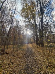 Fototapeta premium Naturpfad im Plänterwald zur Herbstsaison in Berlin Treptow