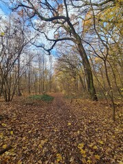 Der Plänterwald zur Herbstzeit in Berlin Treptow