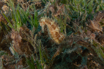Sea Horse in the Red Sea Colorful and beautiful, Eilat Israel
