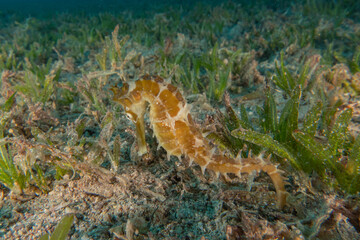 Sea Horse in the Red Sea Colorful and beautiful, Eilat Israel
