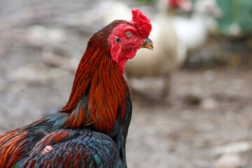 The fighting cock in garden nature farm