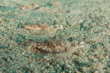 Fish swimming in the Red Sea, colorful fish, Eilat Israel
