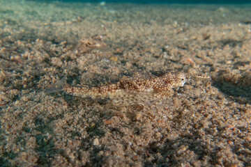 Fish swimming in the Red Sea, colorful fish, Eilat Israel
