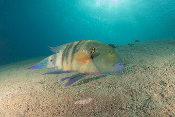 Fish swimming in the Red Sea, colorful fish, Eilat Israel
