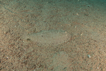 Fish swimming in the Red Sea, colorful fish, Eilat Israel
