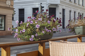 Pink flower baskets on outdoor cafe fence