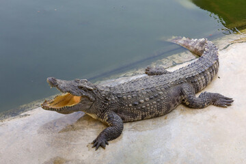 Close-Up of a Resting Crocodile by the Water