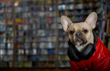 A brutal bulldog dog in a stylish red jacket sits against the background of shelves with many music CDs.