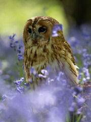 Tawny Owl Perched in the Bluebells