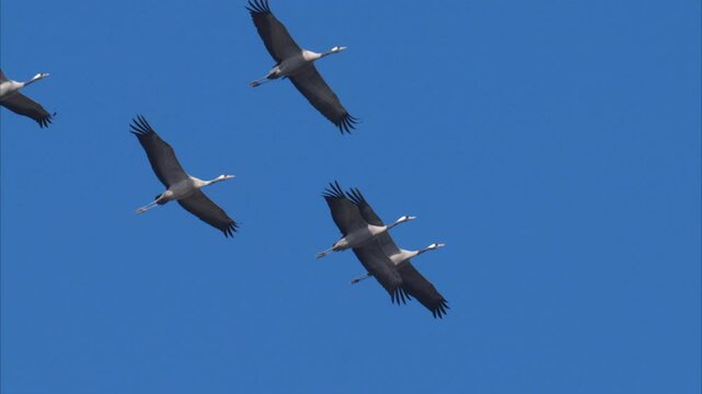 A group of Common Cranes flying blue sky