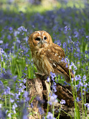 Tawny Owl Perched in the Bluebells