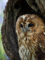 Tawny Owl Perched in the Bluebells