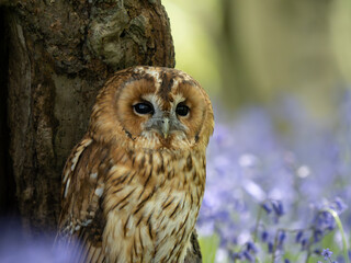 Tawny Owl Perched in the Bluebells