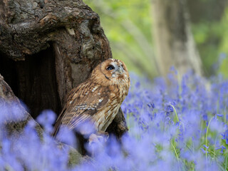 Tawny Owl Perched in the Bluebells