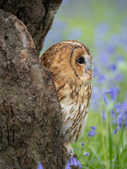 Tawny Owl Perched in the Bluebells