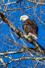 Adult bald eagle (Haliaeetus leucocephalus) in a tree with a blue sky