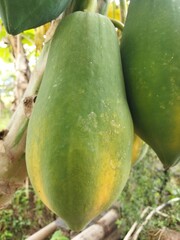 Riped Papaya hanging on a tree in close up perspective 