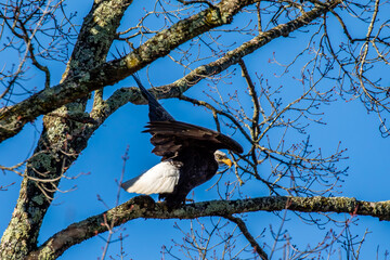 Adult bald eagle (Haliaeetus leucocephalus) in a tree with a blue sky