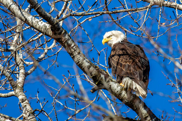 Adult bald eagle (Haliaeetus leucocephalus) in a tree with a blue sky