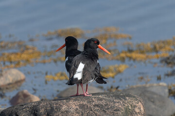 Two black and white oystercatchers stand on a rock near the shore, their vibrant orange beaks contrasting against the calm water and scattered seaweed in the background