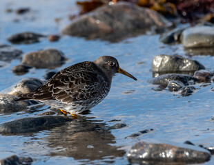 A purple sandpiper with a gray and white plumage stands in shallow water, navigating the rocky shore. The sunlight reflects off the water, creating a serene atmosphere