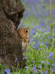 Tawny Owl Perched in the Bluebells