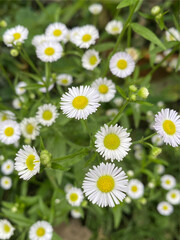 Obraz premium daisies in a field